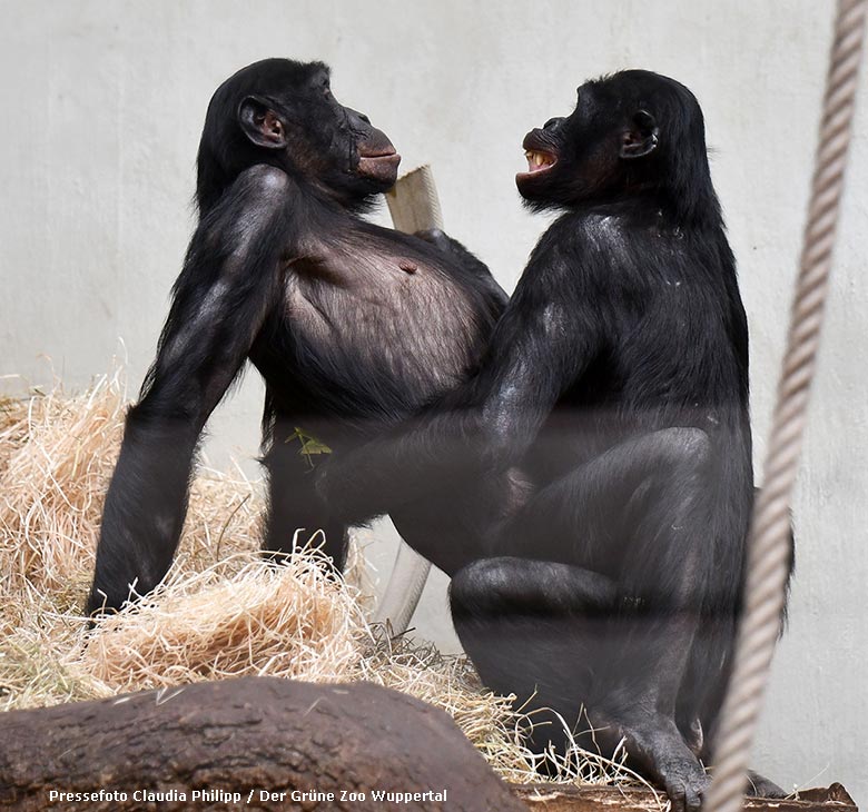 Bonobo-Weibchen MUHDEBLU und Bonobo-Männchen BILI am 26. Februar 2019 im Menschenaffen-Haus im Zoo Wuppertal (Pressefoto Claudia Philipp - Der Grüne Zoo Wuppertal)
