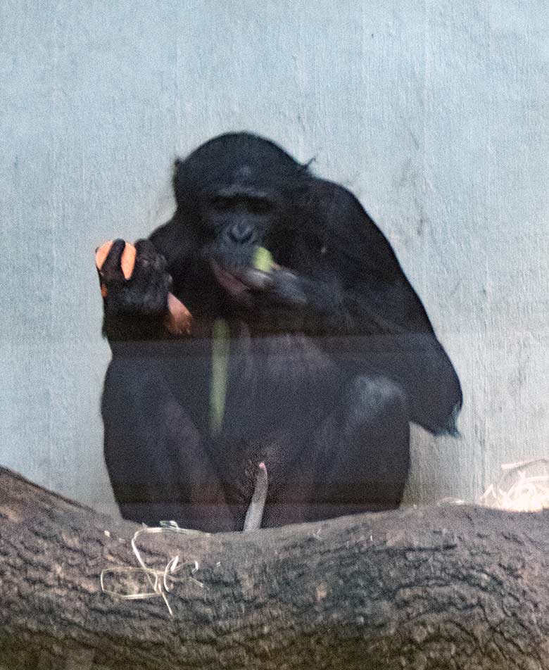 Bonobo BILI samt Männlichkeit am 2. März 2019 im Menschenaffen-Haus im Grünen Zoo Wuppertal