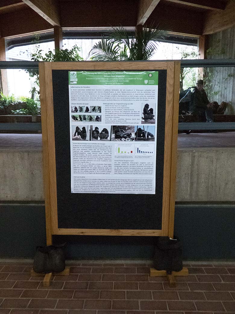 Information zur Eingliederung des Männchens Bili in die Bonobo-Gruppe am 9. März 2019 im Menschenaffen-Haus im Zoologischen Garten Wuppertal