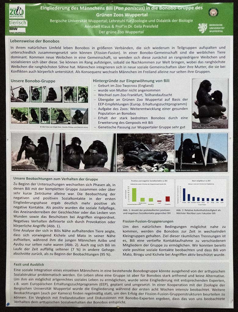 Information zur Eingliederung des Männchens Bili in die Bonobo-Gruppe am 9. März 2019 im Menschenaffen-Haus im Zoo Wuppertal