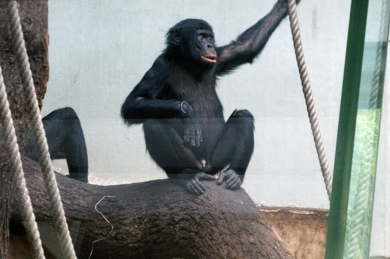 Bonobo-Jungtier AZIBO am 20. März 2019 im Menschenaffen-Haus im Zoologischen Garten Wuppertal
