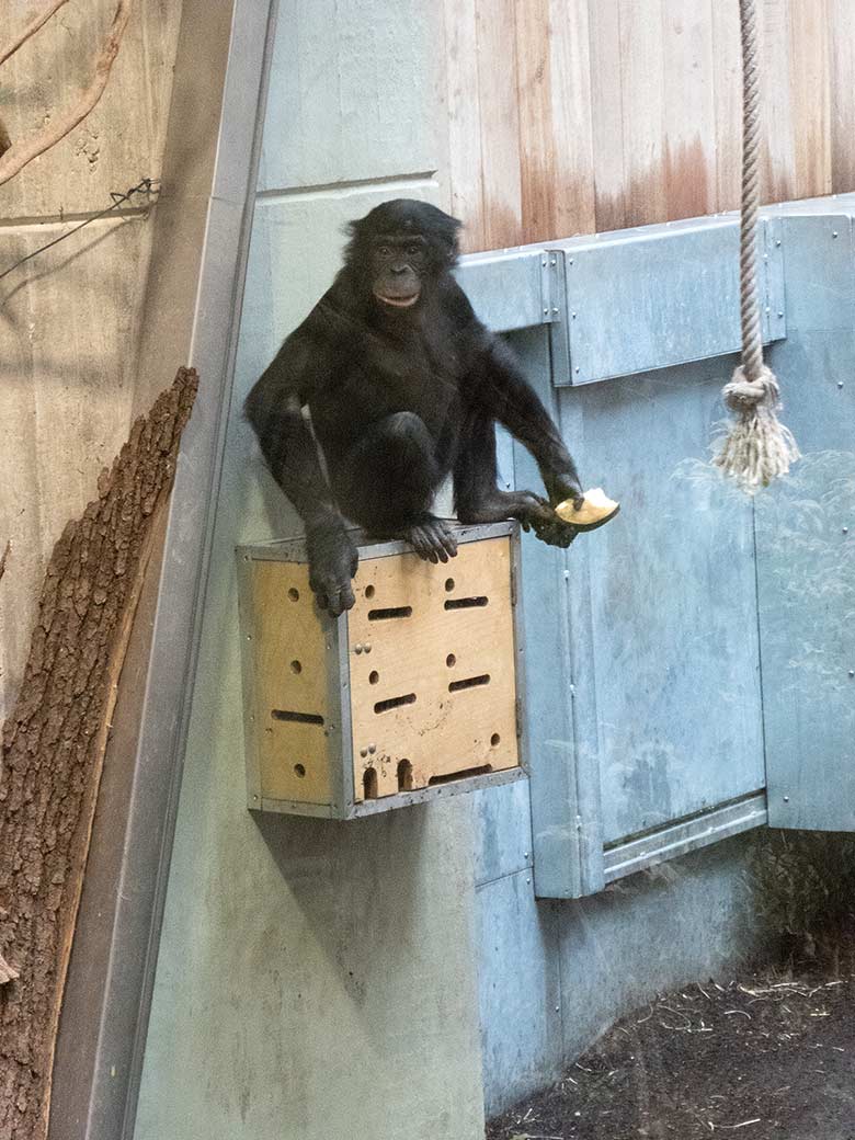 Bonobo-Jungtier AZIBO am 22. März 2019 im linken Sektor im Menschenaffen-Haus im Zoo Wuppertal