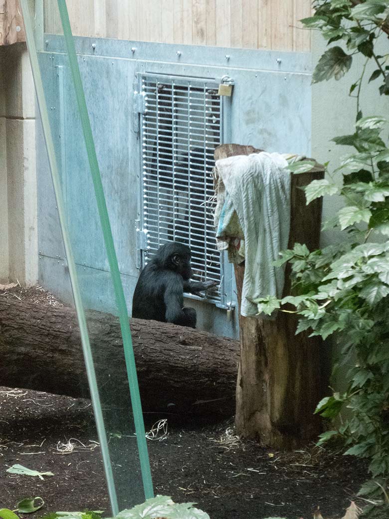 Bonobo-Jungtier AZIBO am 22. März 2019 im linken Sektor am Gitter zum Nachbargehege im Menschenaffen-Haus im Wuppertaler Zoo