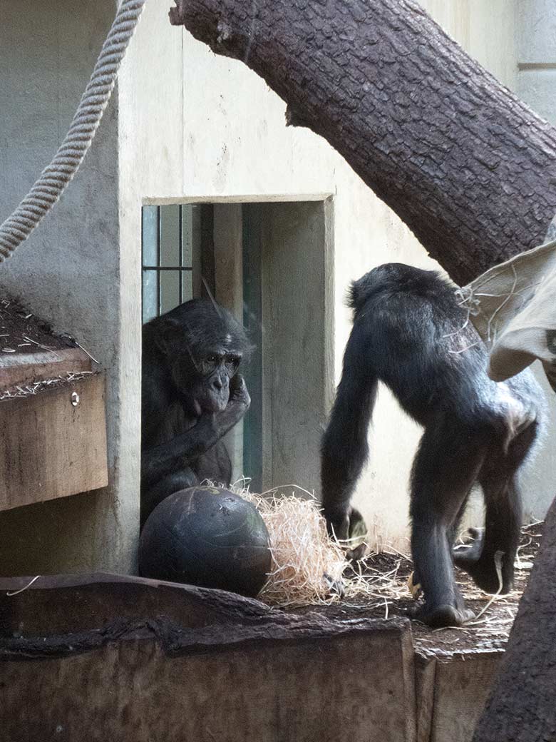 Bonobo-Männchen BILI und Bonobo-Jungtier AZIBO am 22. März 2019 am Durchgang zum Rückzugsraum im linken Sektor im Menschenaffen-Haus im Zoo Wuppertal