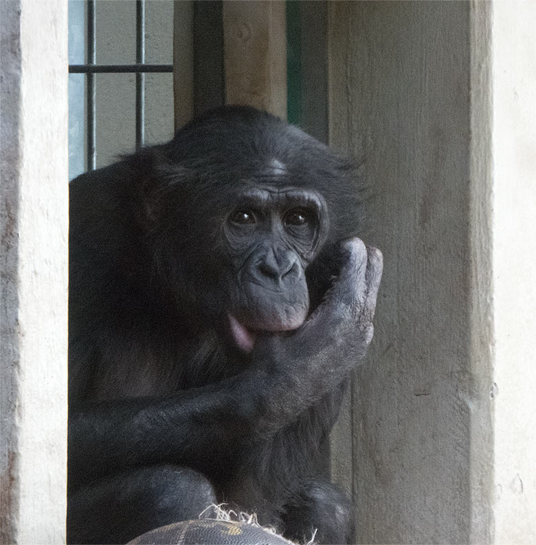 Bonobo-Männchen BILI am 22. März 2019 am Durchgang zum Rückzugsraum im linken Sektor im Menschenaffen-Haus im Zoologischen Garten der Stadt Wuppertal
