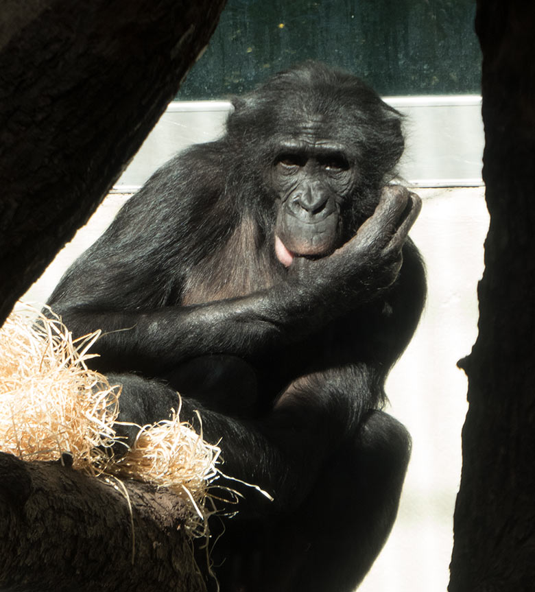 Am Daumen lutschendes Bonobo-Männchen BILI am 22. März 2019 im linken Sektor im Menschenaffen-Haus im Grünen Zoo Wuppertal