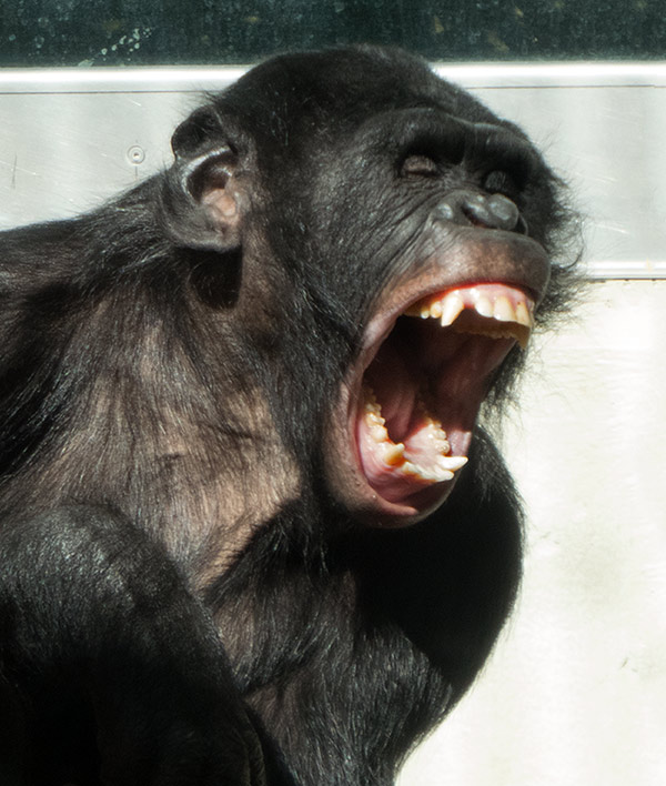 Gähnender Bonobo BILI am 22. März 2019 im Grünen Zoo Wuppertal