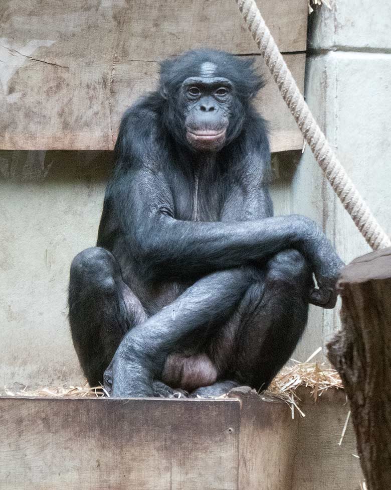 Bonobo-Männchen MATO am 22. März 2019 im rechten Sektor im Menschenaffen-Haus im Grünen Zoo Wuppertal