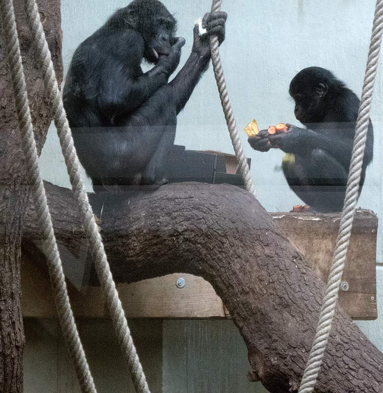 Bonobo-Männchen BILI und Bonobo-Jungtier AZIBO am 24. März 2019 im linken Sektor im Menschenaffen-Haus im Grünen Zoo Wuppertal