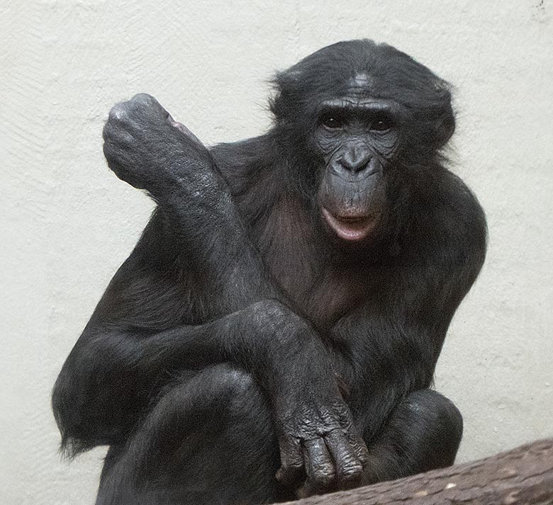 Bonobo-Männchen BILI am 24. März 2019 im linken Sektor im Menschenaffen-Haus im Zoologischen Garten Wuppertal