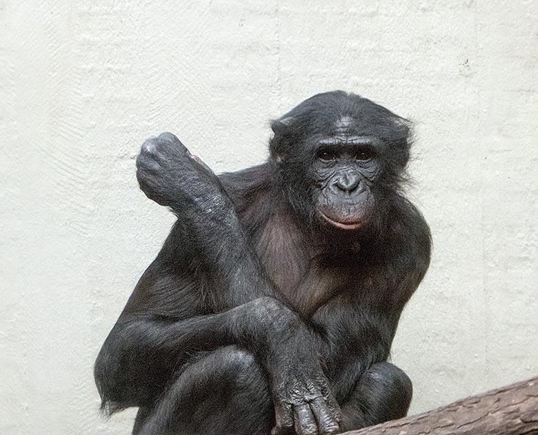Bonobo-Männchen BILI am 24. März 2019 im linken Sektor im Menschenaffen-Haus im Zoo Wuppertal