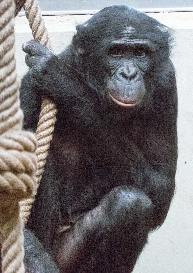 Bonobo-Männchen BILI am 24. März 2019 im linken Sektor im Menschenaffen-Haus im Grünen Zoo Wuppertal