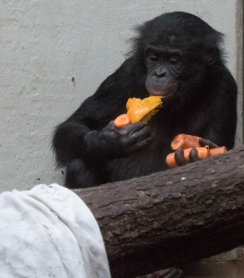 Bonobo-Jungtier AZIBO mit Möhren am 24. März 2019 im linken Sektor im Menschenaffen-Haus im Zoologischen Garten Wuppertal