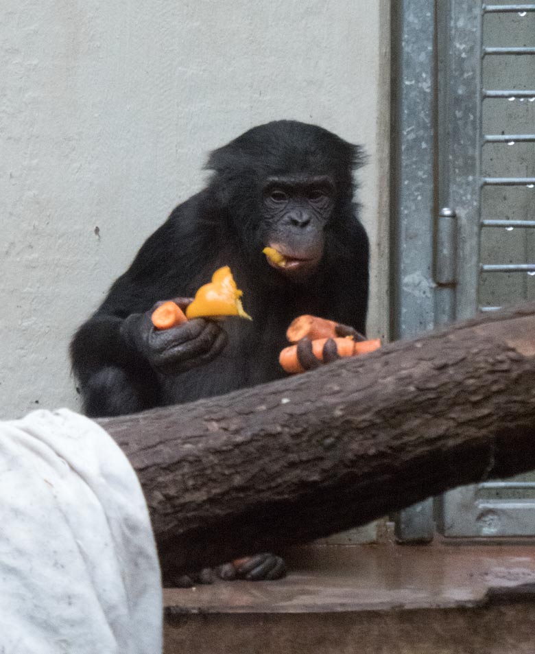 Bonobo-Jungtier AZIBO mit Möhren am 24. März 2019 im linken Sektor im Menschenaffen-Haus im Zoo Wuppertal