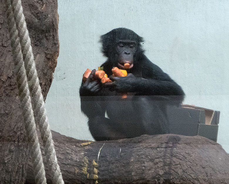 Bonobo-Jungtier AZIBO mit Möhren am 24. März 2019 im linken Sektor im Menschenaffen-Haus im Zoo Wuppertal