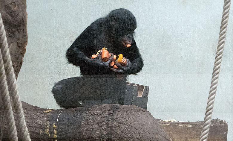 Bonobo-Jungtier AZIBO mit Möhren am 24. März 2019 im linken Sektor im Menschenaffen-Haus im Grünen Zoo Wuppertal