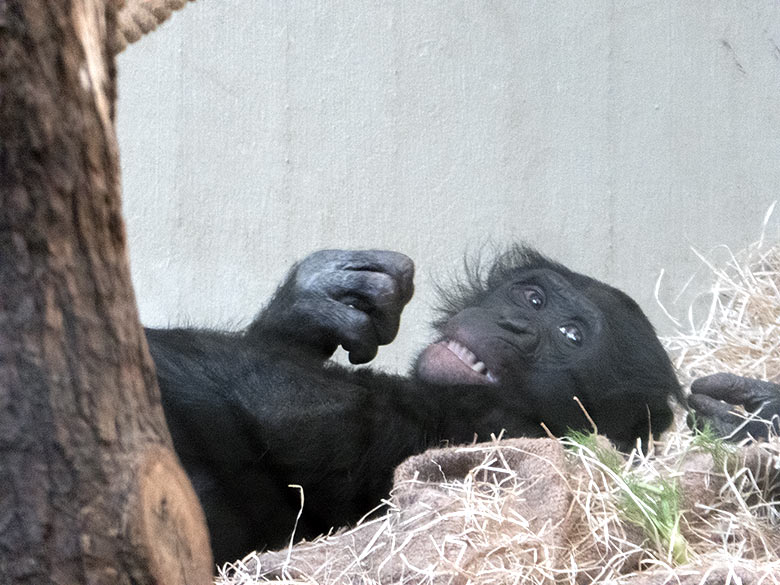 Bonobo-Männchen BILI am 29. März 2019 im Menschenaffen-Haus im Zoologischen Garten der Stadt Wuppertal
