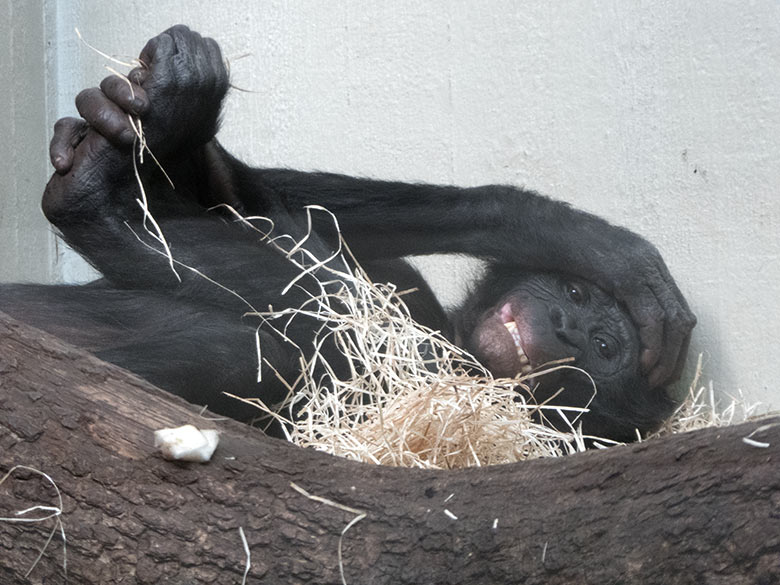 Bonobo-Männchen BILI am 30. März 2019 im Menschenaffen-Haus im Wuppertaler Zoo