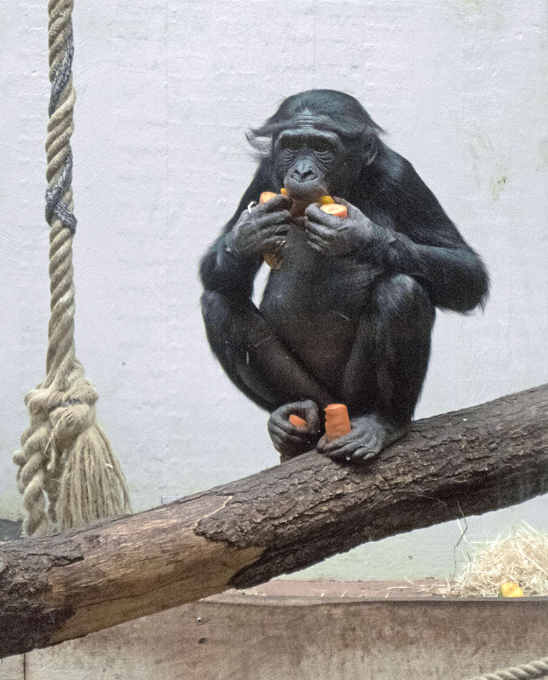 Bonobo-Jungtier AKEENA am 31. März 2019 im Menschenaffen-Haus im Zoo Wuppertal
