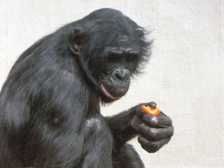 Bonobo-Männchen BILI am 31. März 2019 im Menschenaffen-Haus im Zoologischen Garten Wuppertal