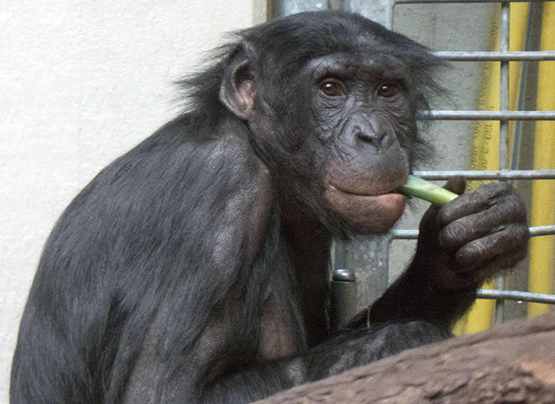 Bonobo-Weibchen MUHDEBLU am 31. März 2019 im Menschenaffen-Haus im Grünen Zoo Wuppertal