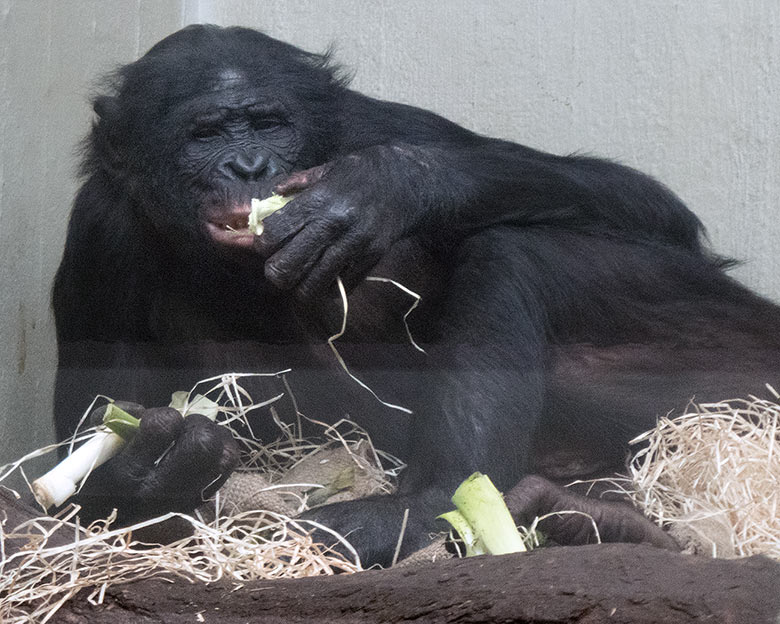 Bonobo-Männchen BILI am 14. April 2019 im Menschenaffen-Haus im Zoologischen Garten Wuppertal