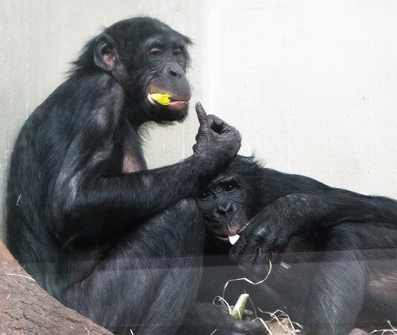 Bonobo-Weibchen MUHDEBLU mit Bonobo-Männchen BILI am 14. April 2019 im Menschenaffen-Haus im Grünen Zoo Wuppertal