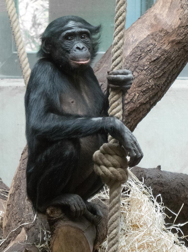 Bonobo-Jungtier AKEENA am 14. April 2019 im Menschenaffen-Haus im Zoo Wuppertal