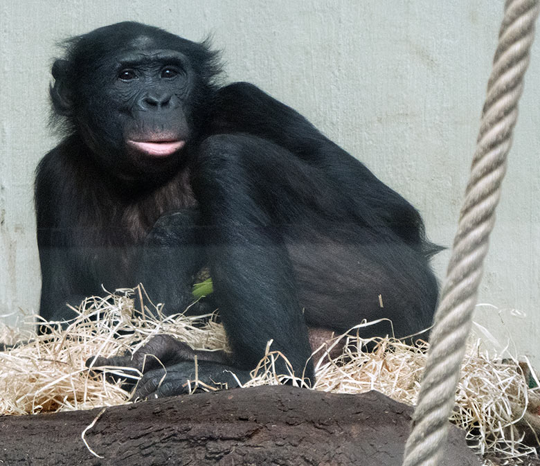 Bonobo-Männchen BILI am 14. April 2019 im Menschenaffen-Haus im Wuppertaler Zoo