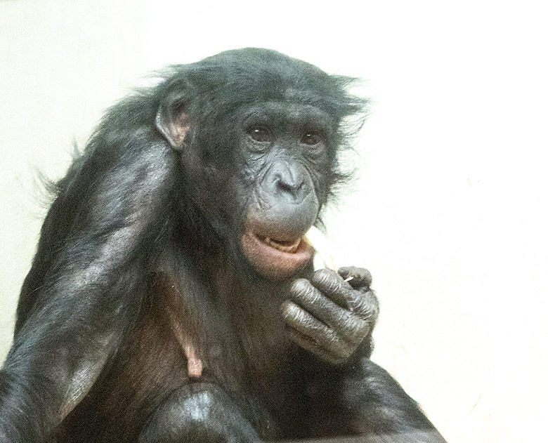 Bonobo-Weibchen MUHDEBLU am 22. April 2019 im Innengehege im Menschenaffen-Haus im Grünen Zoo Wuppertal