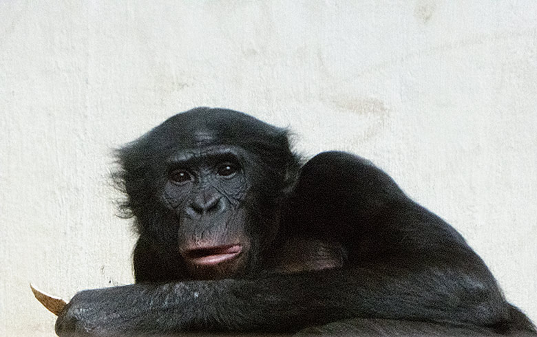 Bonobo-Männchen BILI am 4. Mai 2019 im Innengehege im Menschenaffen-Haus im Grünen Zoo Wuppertal