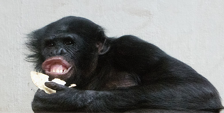 Bonobo-Männchen BILI am 4. Mai 2019 im Innengehege im Menschenaffen-Haus im Zoologischen Garten Wuppertal