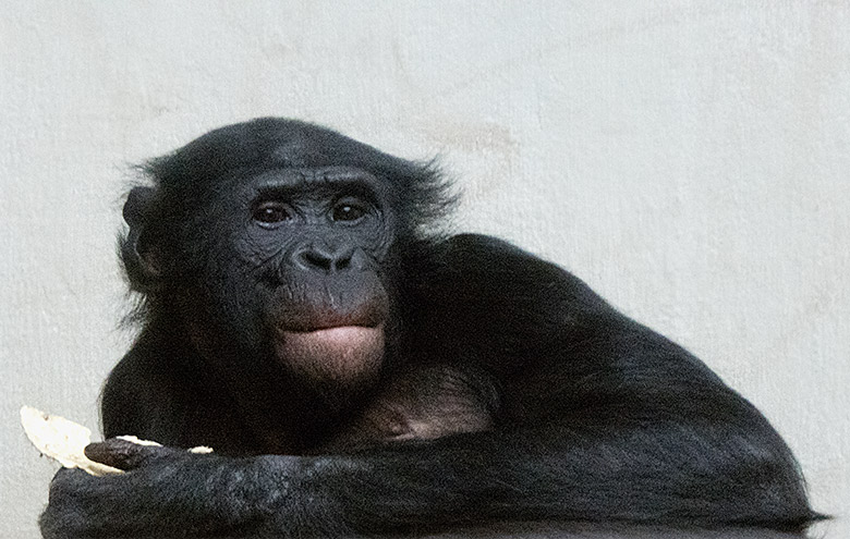 Bonobo-Männchen BILI am 4. Mai 2019 im Innengehege im Menschenaffen-Haus im Zoo Wuppertal