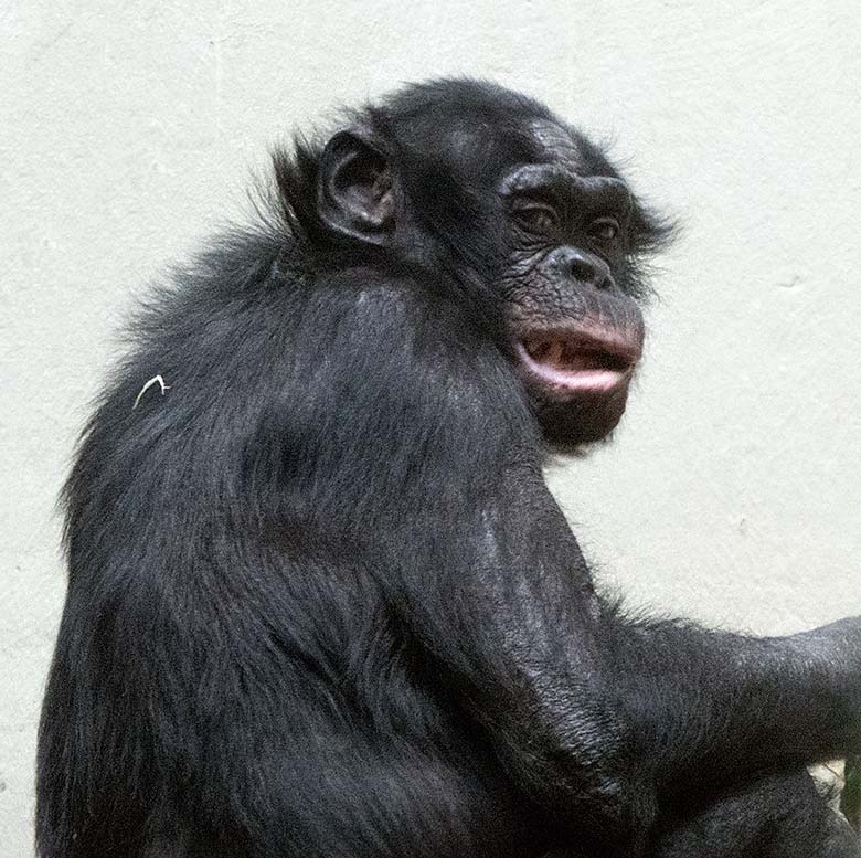 Bonobo-Männchen MATO am 4. Mai 2019 im Innengehege im Menschenaffen-Haus im Grünen Zoo Wuppertal