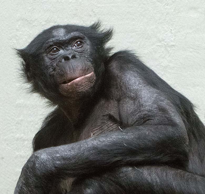Bonobo-Männchen MATO am 4. Mai 2019 im Innengehege im Menschenaffen-Haus im Zoologischen Garten der Stadt Wuppertal