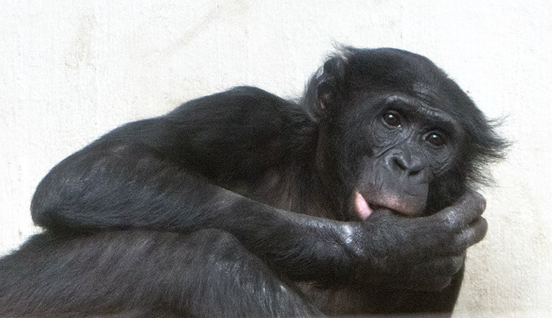 Bonobo BILI am 11. Mai 2019 im Menschenaffen-Haus im Grünen Zoo Wuppertal
