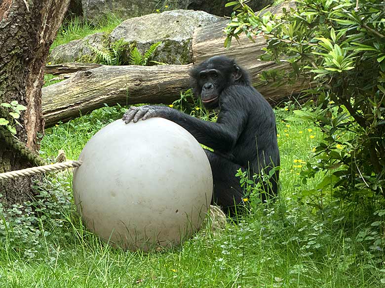 Bonobo BILI am 26. Mai 2019 auf der Außenanlage am Menschenaffen-Haus im Grünen Zoo Wuppertal