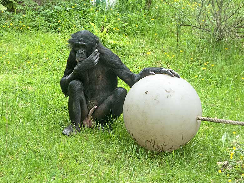 Bonobo BILI am 26. Mai 2019 auf der Außenanlage am Menschenaffen-Haus im Zoologischen Garten Wuppertal