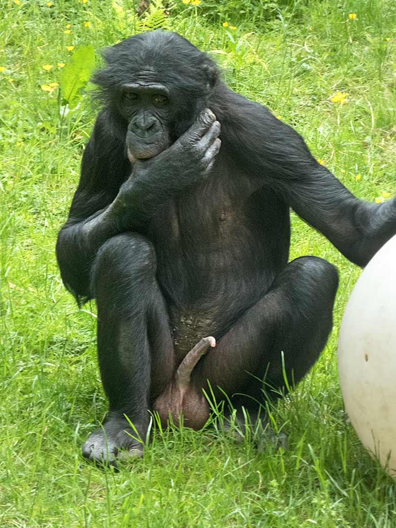 Bonobo BILI am 26. Mai 2019 auf der Außenanlage am Menschenaffen-Haus im Zoo Wuppertal