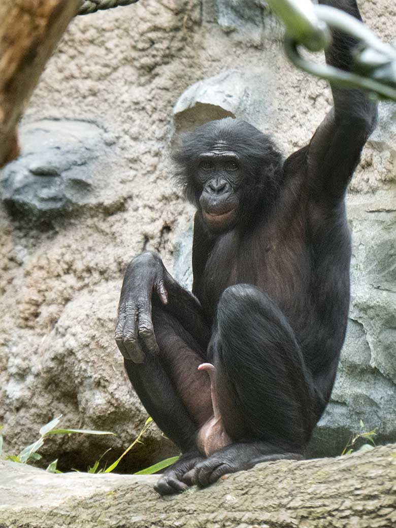 Bonobo BILI am 26. Mai 2019 auf der Außenanlage am Menschenaffen-Haus im Wuppertaler Zoo