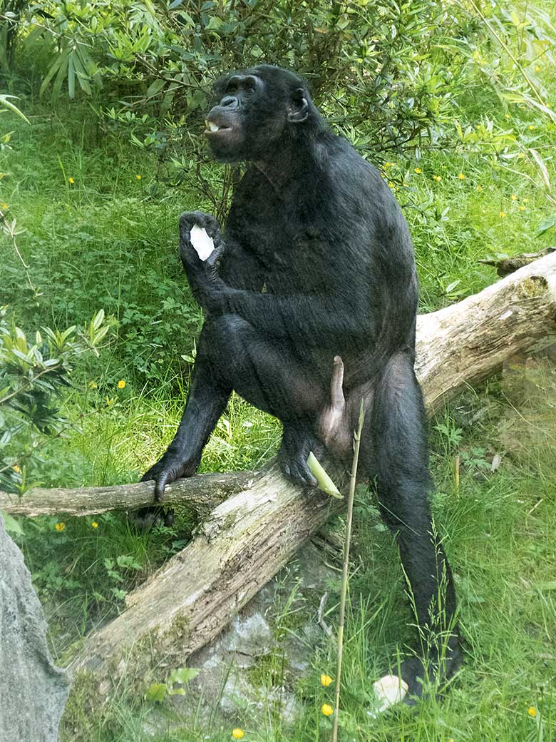 Bonobo-Männchen BILI am 1. Juni 2019 auf der Außenanlage am Menschenaffen-Haus im Wuppertaler Zoo