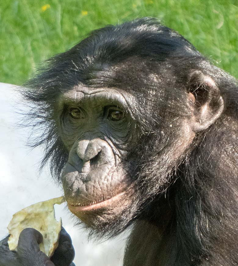 Bonobo-Männchen BILI am 1. Juni 2019 auf der Außenanlage am Menschenaffen-Haus im Zoo Wuppertal