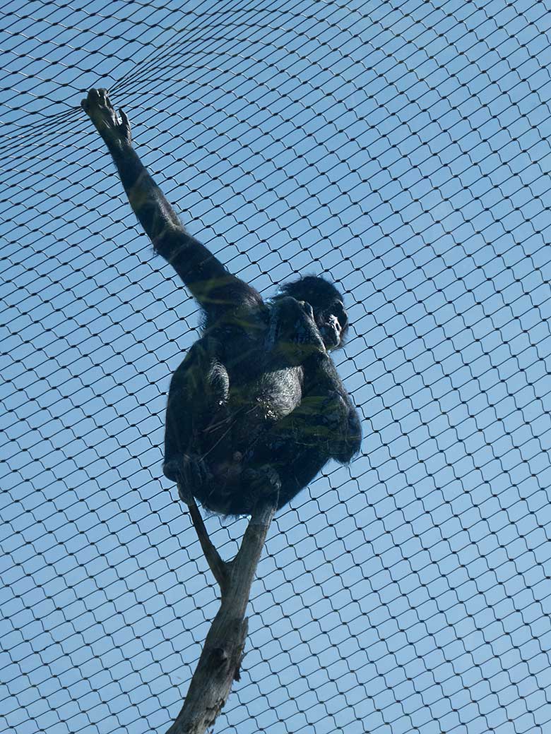 Bonobo-Männchen BILI am 1. Juni 2019 auf der Außenanlage am Menschenaffen-Haus im Grünen Zoo Wuppertal