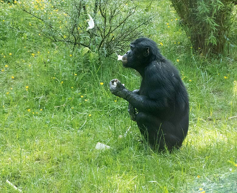 Bonobo-Männchen BIROGU am 1. Juni 2019 auf der Außenanlage am Menschenaffen-Haus im Zoologischen Garten der Stadt Wuppertal