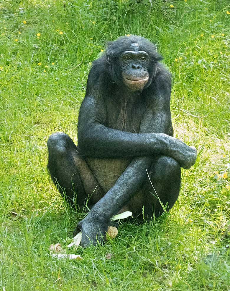 Bonobo-Männchen MATO am 1. Juni 2019 auf der Außenanlage am Menschenaffen-Haus im Wuppertaler Zoo