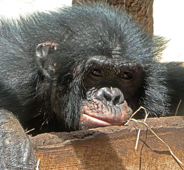 Bonobo-Männchen BIROGU am 1. Juni 2019 im linken Sektor des Bonobo-Innengeheges im Menschenaffen-Haus im Grünen Zoo Wuppertal