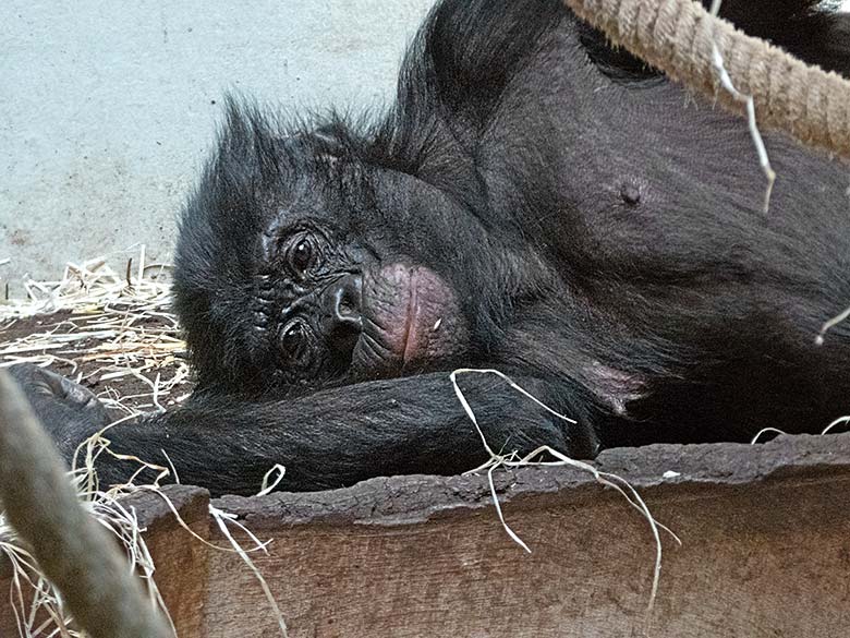 Bonobo-Männchen BIROGU am 1. Juni 2019 im linken Sektor des Bonobo-Innengeheges im Menschenaffen-Haus im Wuppertaler Zoo