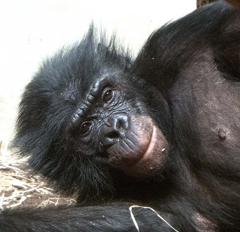 Bonobo-Männchen BIROGU am 1. Juni 2019 im linken Sektor des Bonobo-Innengeheges im Menschenaffen-Haus im Zoologischen Garten Wuppertal