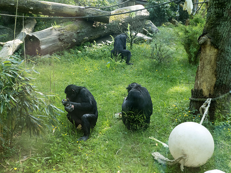 Bonobo-Männchen BIROGU (links) mit MATO (rechts) und BILI (hinten) am 1. Juni 2019 auf der Außenanlage am Menschenaffen-Haus im Grünen Zoo Wuppertal
