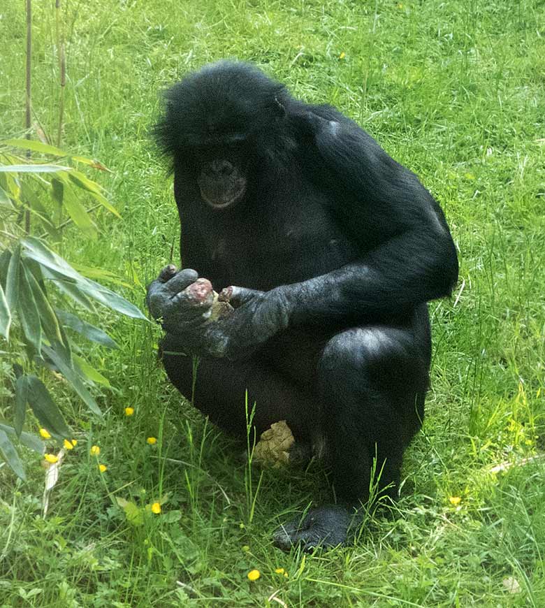 Männlicher Bonobo BIROGU am 1. Juni 2019 auf der Außenanlage am Menschenaffen-Haus im Wuppertaler Zoo